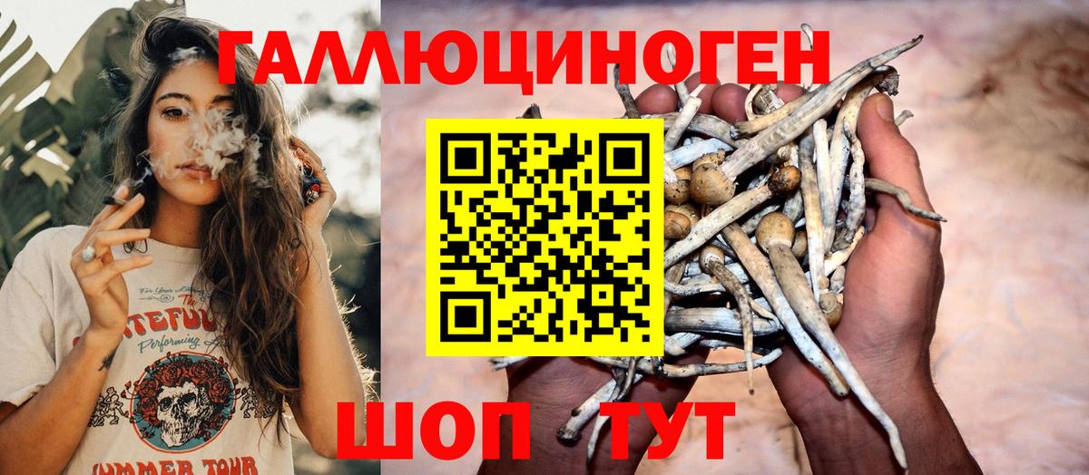 дарнет шоп  Псилоцибиновые грибы прущие грибы  Вход с VPN  Михайловка 